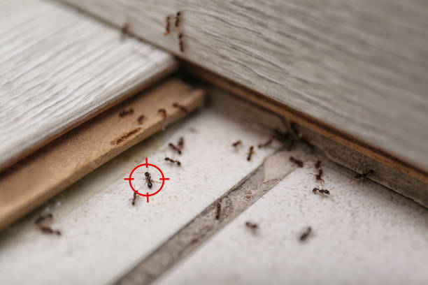 Best Pest Prevention Services  in Menasha, WI