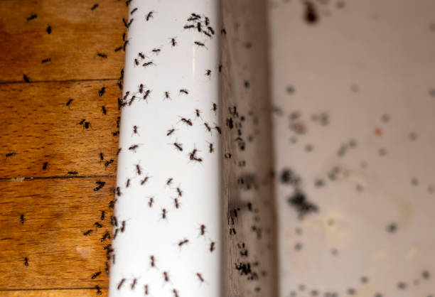 Best Exterminator Services  in Menasha, WI