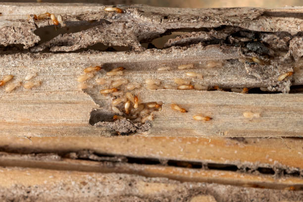 Reliable Menasha, WI Pest Control Solutions