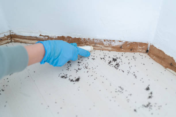 Best Bed Bug Extermination  in Menasha, WI